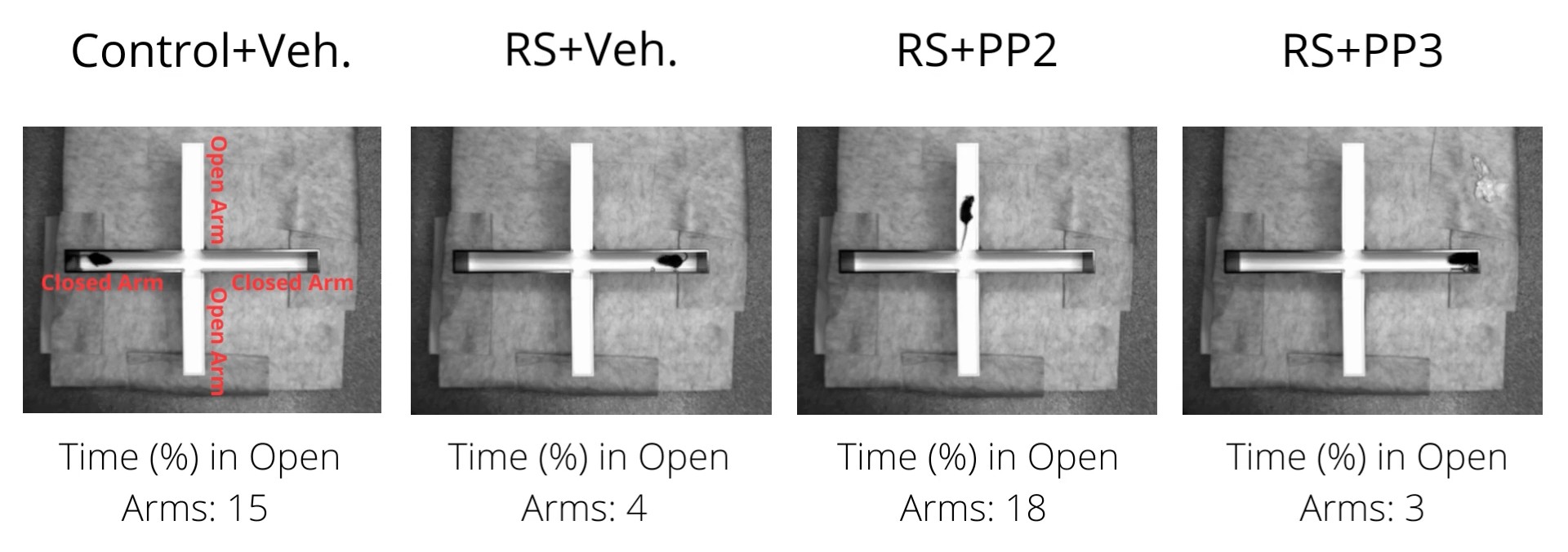 Four images show animals in an elevated plus maze under different conditions: Control+Veh., RS+Veh., RS+PP2, RS+PP3. The percent of time spent in open arms is indicated below each image.